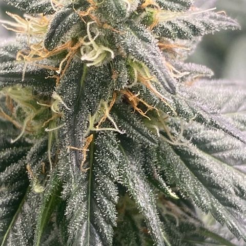 Baker bros  growlog timeline photo