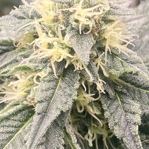 Baker bros  growlog timeline photo