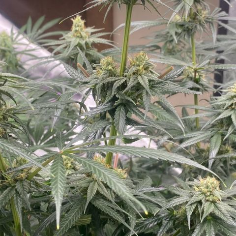Baker bros  growlog timeline photo