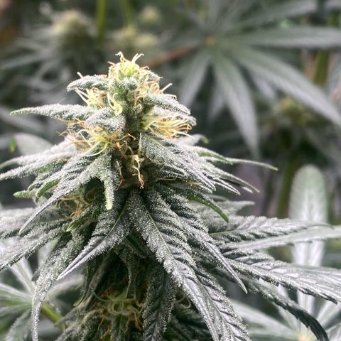 Baker bros  growlog timeline photo