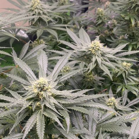 Baker bros  growlog timeline photo