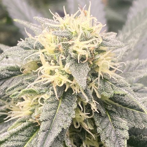 Baker bros  growlog timeline photo