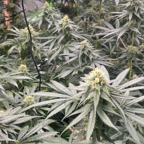 Baker bros  growlog timeline photo