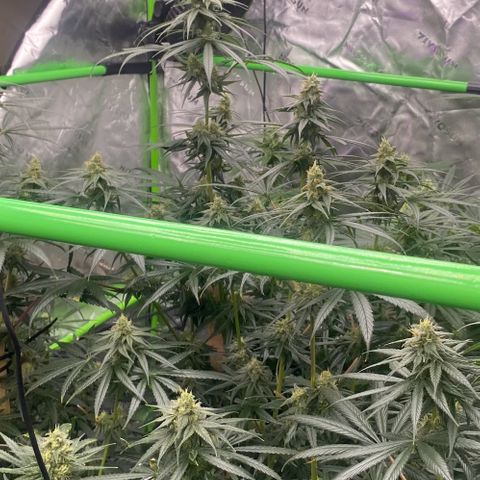 Baker bros  growlog timeline photo