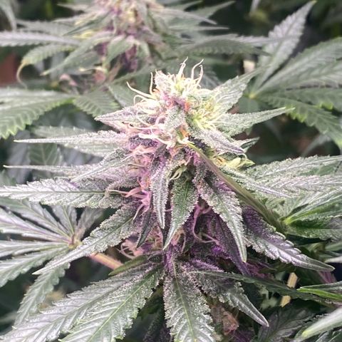 Baker bros  growlog timeline photo