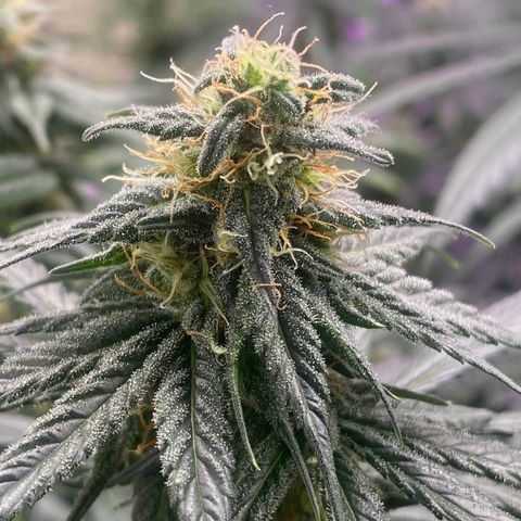 Baker bros  growlog timeline photo