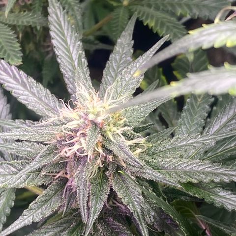 Baker bros  growlog timeline photo