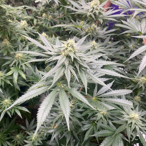 Baker bros  growlog timeline photo