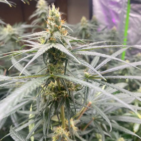 Baker bros  growlog timeline photo