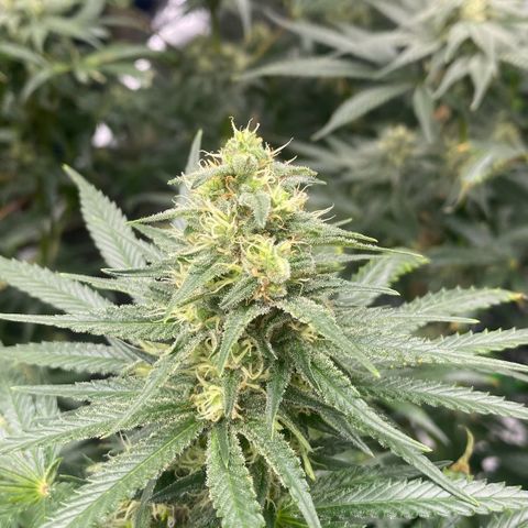 Baker bros  growlog timeline photo