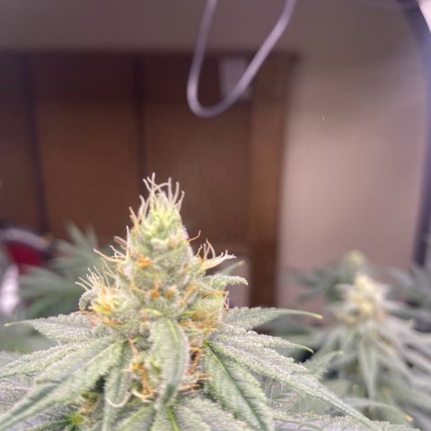 Baker bros  growlog timeline photo