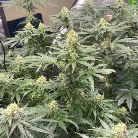 Baker bros  growlog timeline photo
