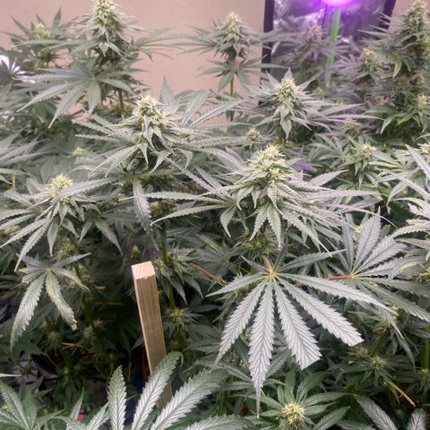 Baker bros  growlog timeline photo