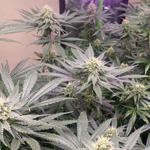 Baker bros  growlog timeline photo