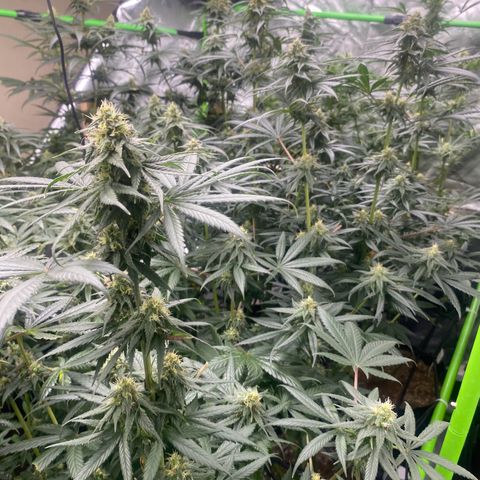 Baker bros  growlog timeline photo