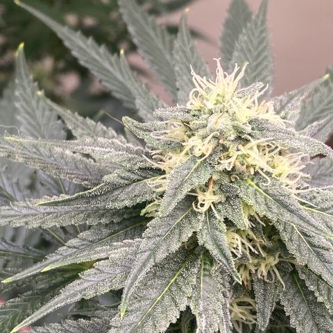 Baker bros  growlog timeline photo