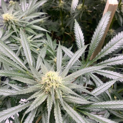 Baker bros  growlog timeline photo