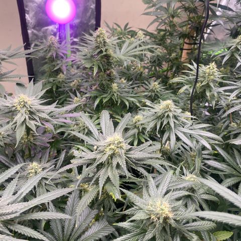 Baker bros  growlog timeline photo
