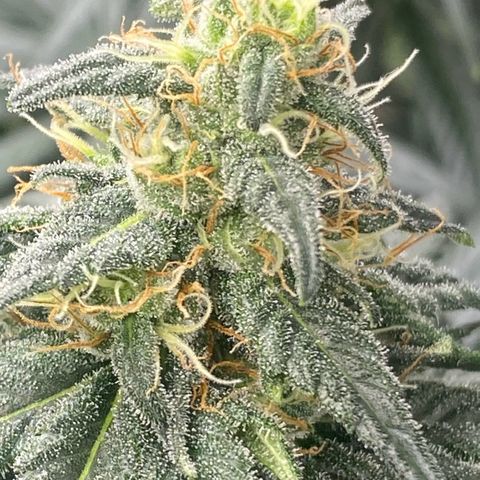 Baker bros  growlog timeline photo