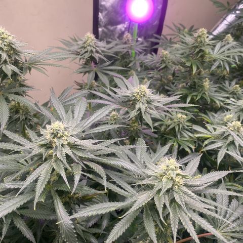 Baker bros  growlog timeline photo
