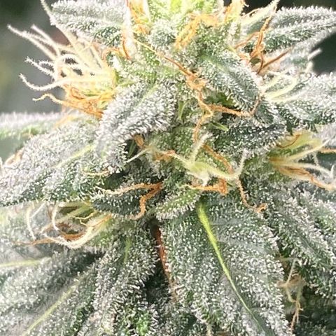 Baker bros  growlog timeline photo