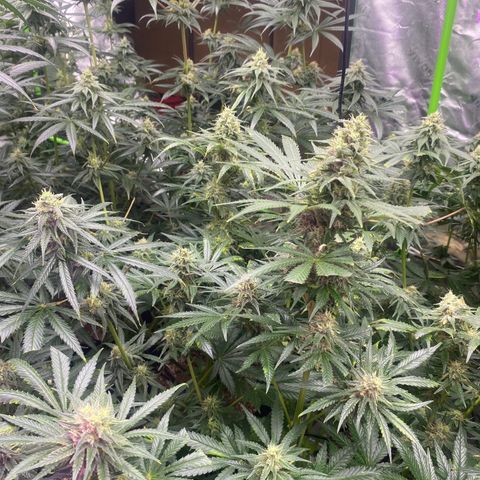 Baker bros  growlog timeline photo