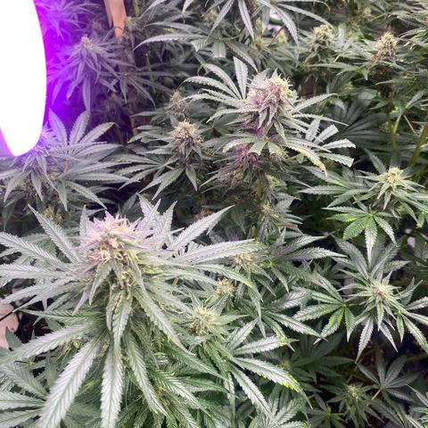 Baker bros  growlog timeline photo