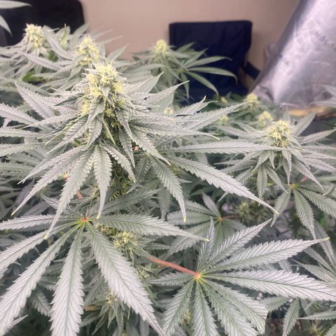Baker bros  growlog timeline photo