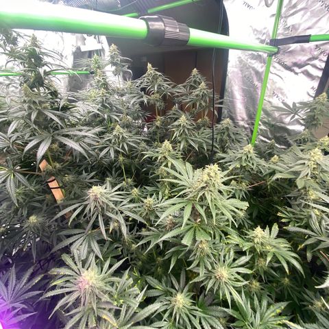 Baker bros  growlog timeline photo