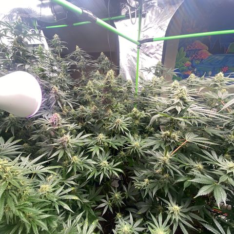 Baker bros  growlog timeline photo