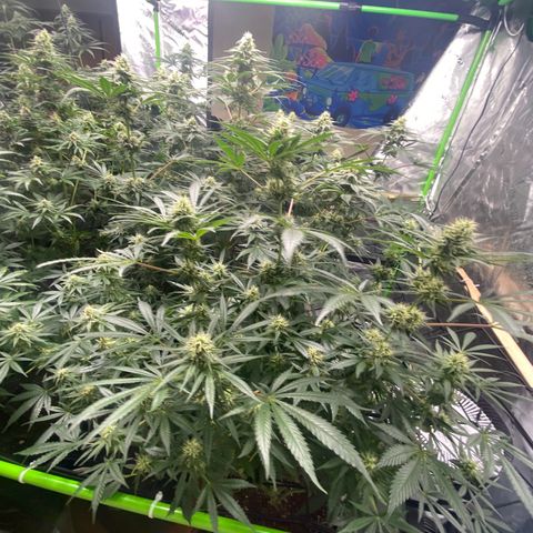 Baker bros  growlog timeline photo