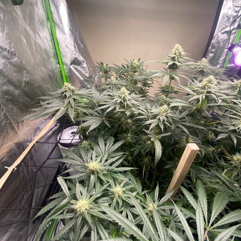 Baker bros  growlog timeline photo