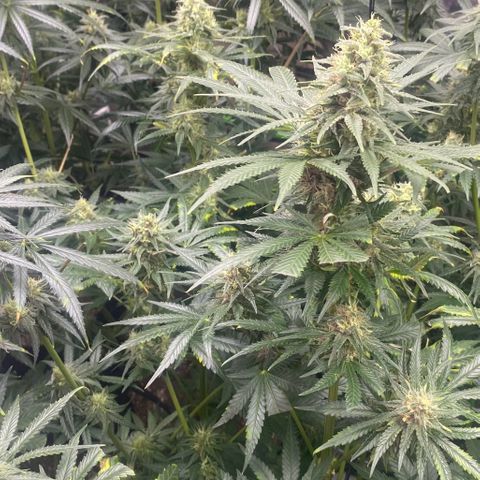Baker bros  growlog timeline photo