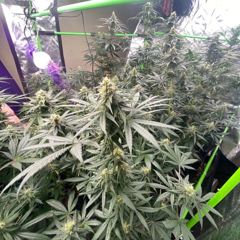 Baker bros  growlog timeline photo