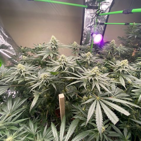 Baker bros  growlog timeline photo
