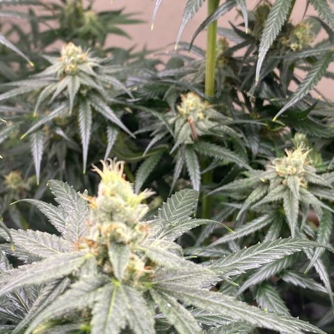 Baker bros  growlog timeline photo