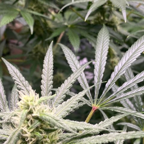 Baker bros  growlog timeline photo