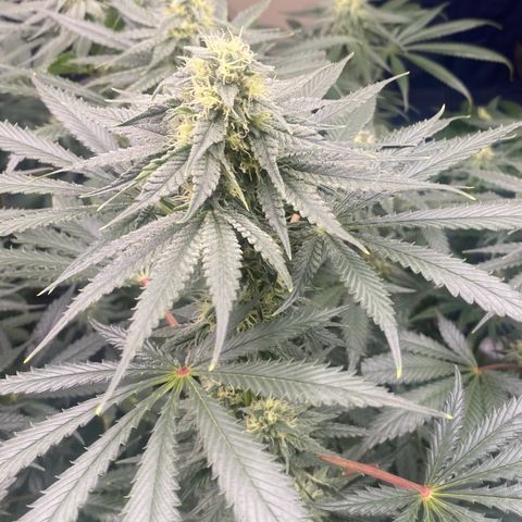 Baker bros  growlog timeline photo