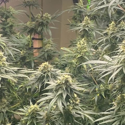 Baker bros  growlog timeline photo