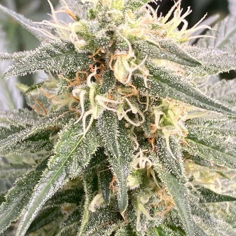 Baker bros  growlog timeline photo
