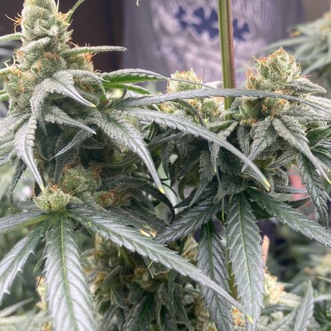 Baker bros  growlog timeline photo