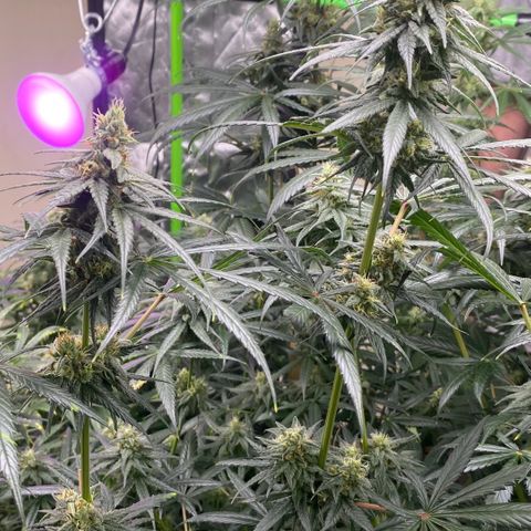 Baker bros  growlog timeline photo