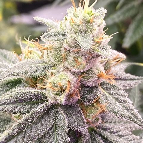Baker bros  growlog timeline photo