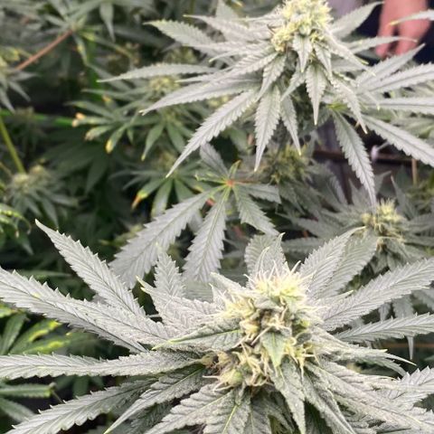 Baker bros  growlog timeline photo