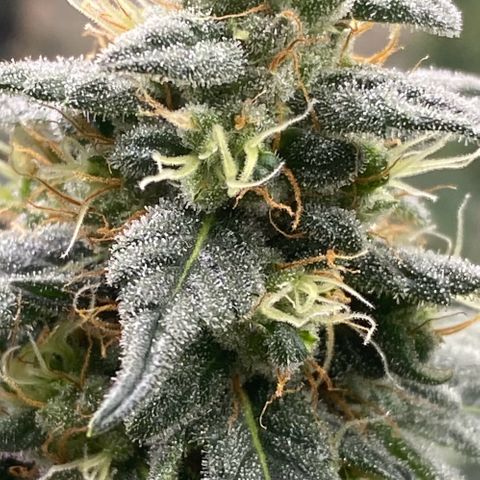 Baker bros  growlog timeline photo