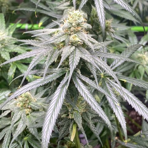 Baker bros  growlog timeline photo