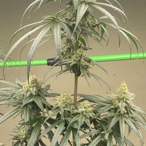 Baker bros  growlog timeline photo