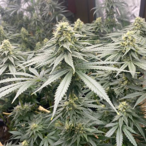 Baker bros  growlog timeline photo