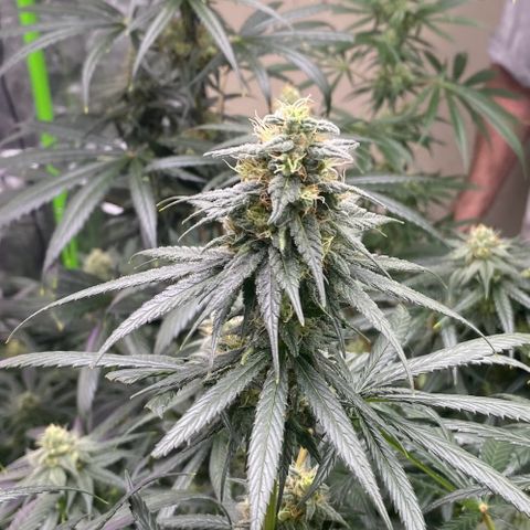 Baker bros  growlog timeline photo