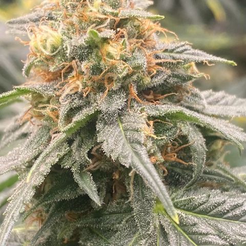 Baker bros  growlog timeline photo